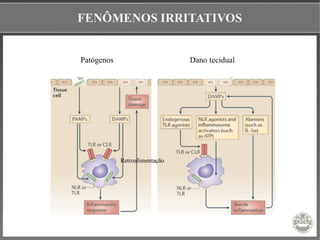 FENÔMENOS IRRITATIVOS
Patógenos Dano tecidual
Retroalimentação
 