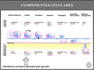 COMPONENTES CELULARES
Substâncias ativadoras liberadas pela agressão
 