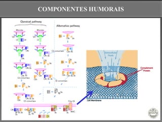 COMPONENTES HUMORAIS
 