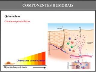 COMPONENTES HUMORAIS
Quimiocinas
Citocinas quimiotáticas
Direção da quimiotaxia
 