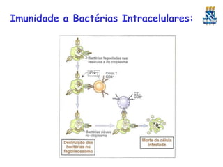Imunidade a Bactérias Intracelulares:
 