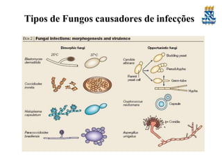 Tipos de Fungos causadores de infecções
 