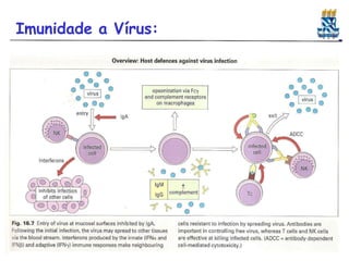 Imunidade a Vírus:
 