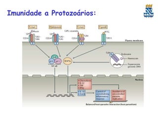 Imunidade a Protozoários:
 