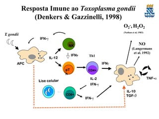 NK
IFN
-
APC
pTh
pT
h
pTh
CD8+
IFN-
Resposta Imune ao Toxoplasma gondii
(Denkers & Gazzinelli, 1998)
T. gondii
IFN-
TNF-
IFN
IL-2
IFN-
CD4+
Th1
NO
(Langermans
et al. 1992)
O2
-, H2O2
(Nathan et al, 1983)
 