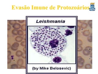 Evasão Imune de Protozoários
1. Reclusão anatômica no hospedeiro.
• Estágios intracelulares – evitam parte da Resposta
Imune
• E.g. Plasmodium dentro de eritrócitos – quando
infectados, não são reconhecidos por células NK e
TC. Também a forma intracelular hepática
apresenta essa opção.
• Leishmania spp & Trypanosoma cruzi dentro de
macrófagos.
 