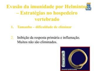 Evasão da imunidade por Helmintos
– Estratégias no hospedeiro
vertebrado
1. Tamanho – dificuldade de eliminar
2. Inibição da resposta primária e inflamação.
Muitos não são eliminados.
 