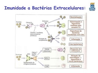Imunidade a Bactérias Extracelulares:
 