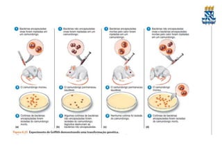 Bactérias toxigênicas: toxinas, competição com
receptores. Neutralização por anticorpos. Bacillus
anthracis
Bactérias invasivas
 