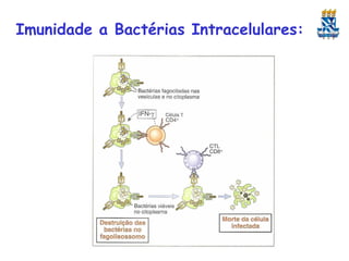 Imunidade a Bactérias Intracelulares:

 