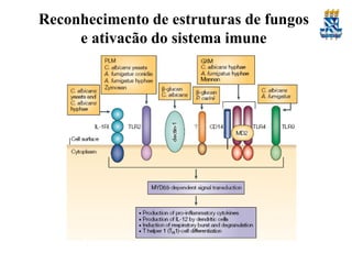 Reconhecimento de estruturas de fungos
e ativação do sistema imune

 
