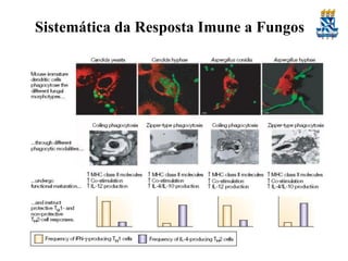 Sistemática da Resposta Imune a Fungos

 