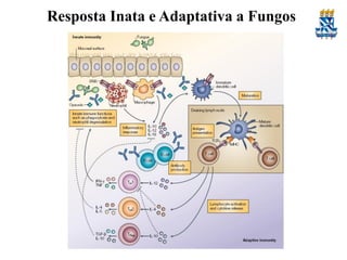 Resposta Inata e Adaptativa a Fungos

 