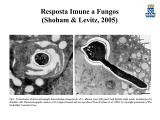 Resposta Imune a Fungos
(Shoham & Levitz, 2005)

 