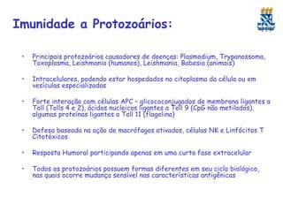 Imunidade a Protozoários:
•

Principais protozoários causadores de doenças: Plasmodium, Trypanossoma,
Toxoplasma, Leishmania (humanos), Leishmania, Babesia (animais)

•

Intracelulares, podendo estar hospedados no citoplasma da célula ou em
vesículas especializadas

•

Forte interação com células APC – glicococonjugados de membrana ligantes a
Toll (Tolls 4 e 2), ácidos nucleicos ligantes a Toll 9 (CpG não metilados),
algumas proteínas ligantes a Toll 11 (flagelina)

•

Defesa baseada na ação de macrófagos ativados, células NK e Linfócitos T
Citotóxicos

•

Resposta Humoral participando apenas em uma curta fase extracelular

•

Todos os protozoários possuem formas diferentes em seu ciclo biológico,
nas quais ocorre mudança sensível nas características antigênicas

 
