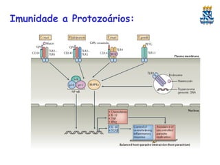 Imunidade a Protozoários:

 