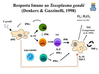 Resposta Imune ao Toxoplasma gondii
(Denkers & Gazzinelli, 1998)
O2-, H2O2
T. gondii

(Nathan et al, 1983)

IFN-g

NO

NK

g
IFN-

(Langermans
et al. 1992)

Th1
IFNg

APC
pTh

CD4+

IL-2
IFN-g
CD8+
pTh

IFN-g

TNF-a

 