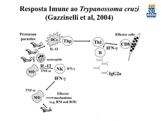 Resposta Imune ao Trypanossoma cruzi
(Gazzinelli et al, 2004)

 