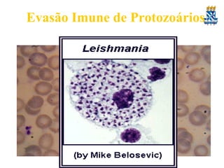 Evasão Imune de Protozoários

1. Reclusão anatômica no hospedeiro.
• Estágios intracelulares – evitam parte da Resposta
Imune
• E.g. Plasmodium dentro de eritrócitos – quando
infectados, não são reconhecidos por células NK e
TC. Também a forma intracelular hepática
apresenta essa opção.
• Leishmania spp & Trypanosoma cruzi dentro de
macrófagos.

 