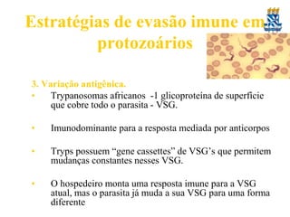 Estratégias de evasão imune em
protozoários
3. Variação antigênica.
•
Trypanosomas africanos -1 glicoproteína de superfície
que cobre todo o parasita - VSG.
•

Imunodominante para a resposta mediada por anticorpos

•

Tryps possuem “gene cassettes” de VSG’s que permitem
mudanças constantes nesses VSG.

•

O hospedeiro monta uma resposta imune para a VSG
atual, mas o parasita já muda a sua VSG para uma forma
diferente

 