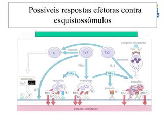Possíveis respostas efetoras contra
esquistossômulos

IgE

IgG2a

 