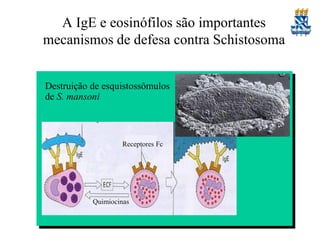 A IgE e eosinófilos são importantes
mecanismos de defesa contra Schistosoma
Destruição de esquistossômulos
de S. mansoni

Receptores Fc

Quimiocinas

 