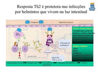 Resposta Th2 é protetora nas infecções
por helmintos que vivem na luz intestinal
Antígenos

Superfície mucosa

Efeitos farmacológicos
Vasodilatação, perda de
líquidos e células, aumento
da produção de muco em
vias aéreas e fluido
intestinal
Liberação de
mediadores

Citocinas

Apresentação do Ag

Produção IgE

Efeitos Clínicos
Asma
Rinite
Anafilaxia
Expulsão de vermes da
luz intestinal

GM-CSF,
TNF-a, IL-8
Ativação de
Liberação dos grânulos
mastócitos

Efeitos

 