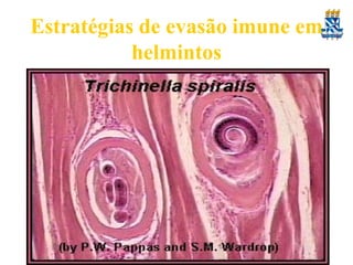 Estratégias de evasão imune em
helmintos
•

3. Mimecrismo molecular. O parasito pode
mimetizar estruturas e funções do hospedeiro.
E.g. schistosoma possuem E-selectina,
responsávelpela adesão intercelular, utilizando-a
para a invasão do hospedeiro.

•

4. Reclusão anatômica - Trichinella spiralis
dentro de miócitos.

 