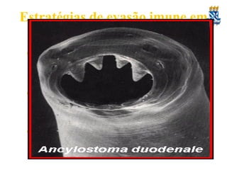 Estratégias de evasão imune em
helmintos
•

6. Immunosupressão – manipulação da resposta
imune. Em altas infestações por nematódeos, a infecção
pode se passar por assintomática.

•

Parasitos podem secretar agentes anti-inflamatórios que
suprimem o recrutamento e ativação de leucócitos
efetores ou bloqueiam a ação quimiotática de
quimiocinas.
E.g. Proteínas ligante a ß integrina CR3 de D. immitis –
inibe recrutamento de neutrófilos

•

 