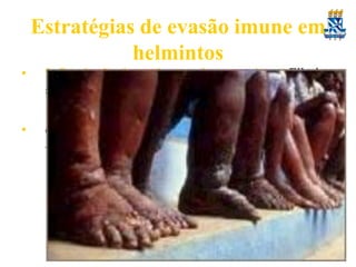 Estratégias de evasão imune em
helmintos
•

9. Produção de enzimas pelos parasitas – Filarias
secretam enzimas anti-oxidantes

•

e.g. glutationa peroxidase & superoxido dismutase
– resistência a ADCC & stress oxidativo

 