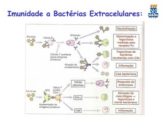 Imunidade a Bactérias Extracelulares:

 