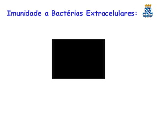 Imunidade a Bactérias Extracelulares:

 