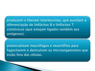 produzem e liberam interleucinas, que auxiliam a
diferenciação de linfócitos B e linfócitos T
citotóxicos (que estejam ligados também aos
antígenos).
potencializam macrófagos e neutrófilos para
fagocitarem e destruírem os microorganismos que
estão fora das células.
 