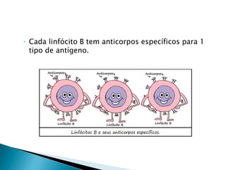 ◦ Cada linfócito B tem anticorpos específicos para 1
tipo de antígeno.
 