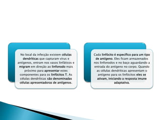 No local da infecção existem células
dendríticas que capturam vírus e
antígenos, entram nos vasos linfáticos e
migram em direção ao linfonodo mais
próximo para apresentar estes
componentes para os linfócitos T. As
células dendríticas são denominadas
células apresentadoras de antígenos.
Cada linfócito é específico para um tipo
de antígeno. Eles ficam armazenados
nos linfonodos e no baço aguardando a
entrada do antígeno no corpo. Quando
as células dendríticas apresentam o
antígeno para os linfócitos eles se
ativam, iniciando a resposta imune
adaptativa.
 