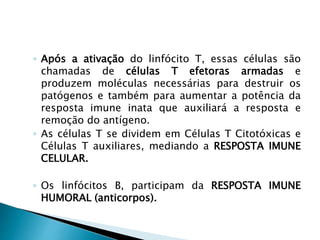 ◦ Após a ativação do linfócito T, essas células são
chamadas de células T efetoras armadas e
produzem moléculas necessárias para destruir os
patógenos e também para aumentar a potência da
resposta imune inata que auxiliará a resposta e
remoção do antígeno.
◦ As células T se dividem em Células T Citotóxicas e
Células T auxiliares, mediando a RESPOSTA IMUNE
CELULAR.
◦ Os linfócitos B, participam da RESPOSTA IMUNE
HUMORAL (anticorpos).
 
