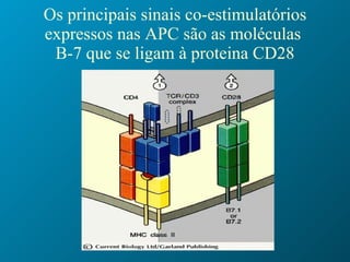 Os principais sinais co-estimulatórios expressos nas APC são as moléculas  B-7 que se ligam à proteina CD28 