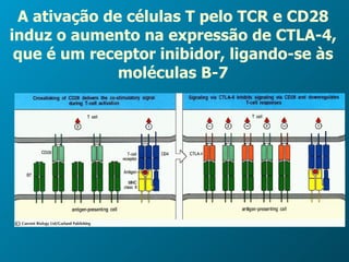A ativação de células T pelo TCR e CD28 induz o aumento na expressão de CTLA-4, que é um receptor inibidor, ligando-se às moléculas B-7 