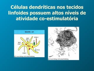 Células dendríticas nos tecidos linfoides possuem altos níveis de atividade co-estimulatória 