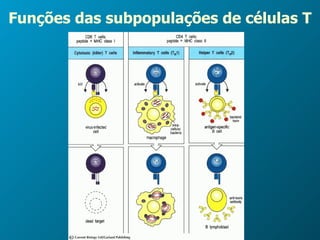 Funções das subpopulações de células T 