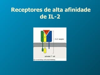 Receptores de alta afinidade de IL-2 