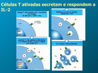 Células T ativadas secretam e respondem a IL-2 