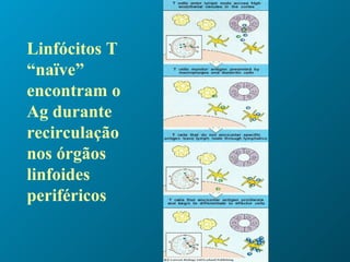 Linfócitos T “naïve” encontram o Ag durante recirculação nos órgãos linfoides periféricos 