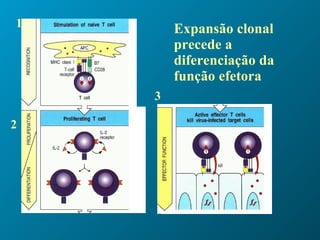 Expansão clonal  precede a diferenciação da função efetora 1 2 3 