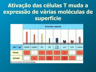Ativação das células T muda a expressão de várias moléculas de superfície 
