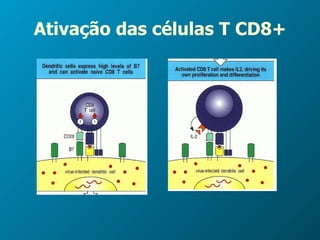 Ativação das células T CD8+ 