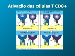 Ativação das células T CD8+ 