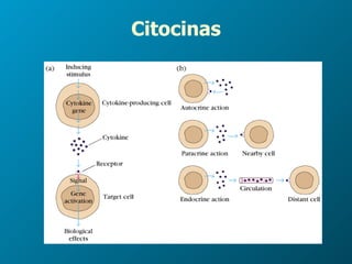 Citocinas 