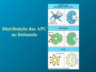 Distribuição das APC no linfonodo 