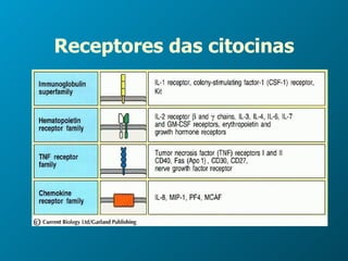 Receptores das citocinas 